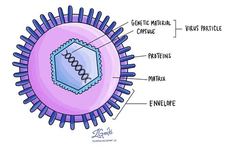 Virus - MyPathologyReport.ca