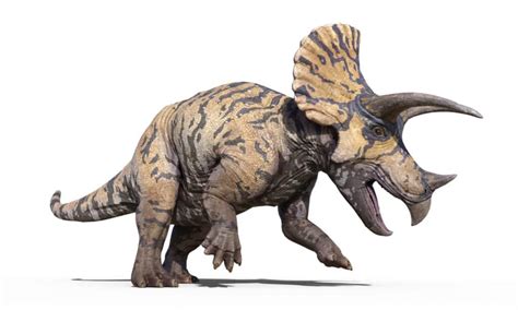 Triceratops vs Rhino: What Are the Differences? - A-Z Animals