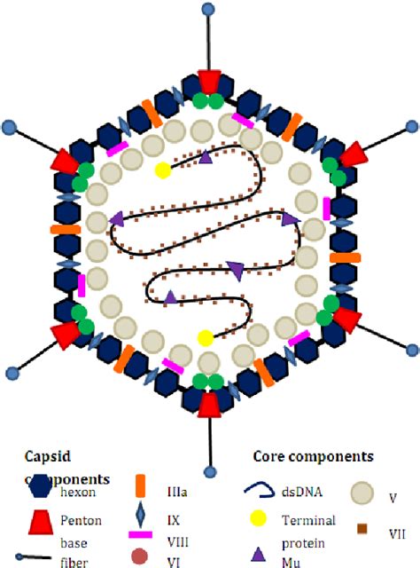 Structure of an adenovirus. | Download Scientific Diagram