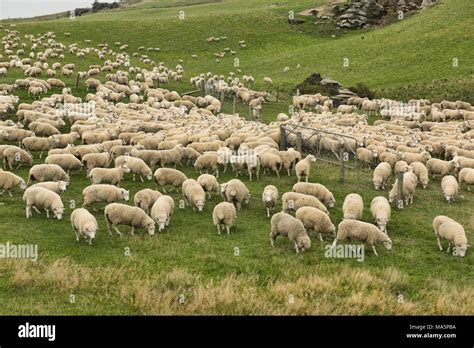 Sheep farm near Wanaka, New Zealand Stock Photo - Alamy