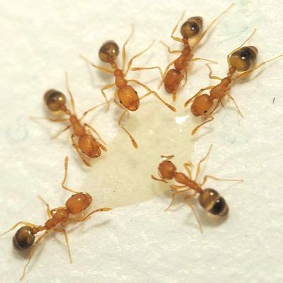 Pharaoh Ant Identification, Habits & Behavior | Florida Pest Control