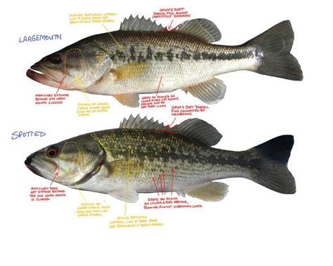 Spotted vs Largemouth Bass - The Complete Guide | Ouachita