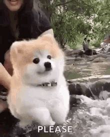 Pretty Please Dog GIF - Pretty Please Dog Cute - Discover & Share GIFs