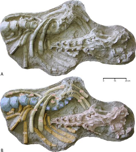 Skull and partial skeleton found in Morocco helps link ancient whale ...