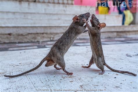 Stock photo of Two Black rats (Rattus rattus) standing on hind legs ...