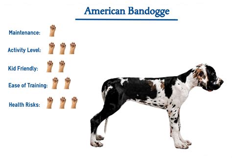 American Bandogge… Everything You Need to Know!