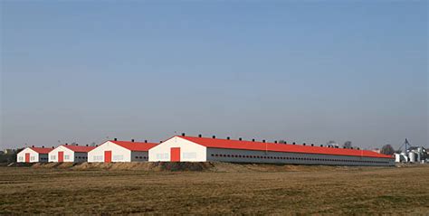 Poultry Farm Shed Manufacturer and Supplier - Sunnyda