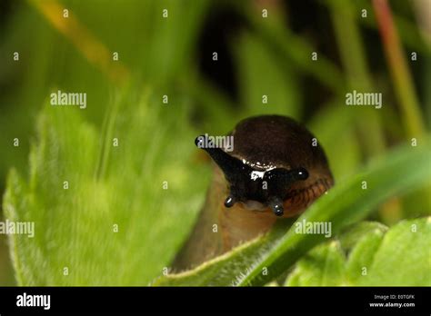 Common Garden Slug Stock Photo - Alamy