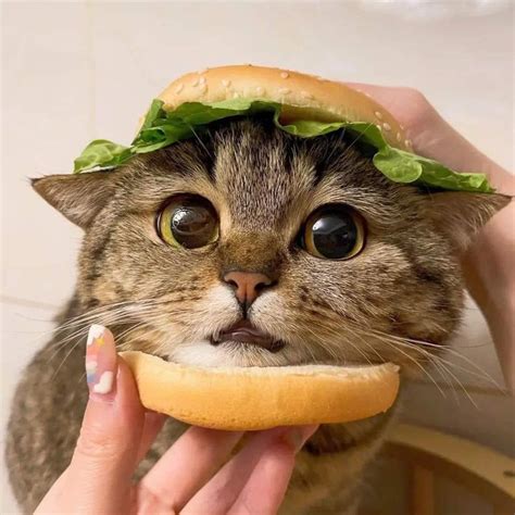 a cat is eating a hamburger with lettuce on it's head while being held ...