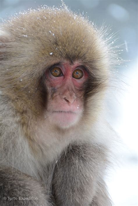 Turtle Expedition » Japan #6 – Snow Monkeys – December 2014