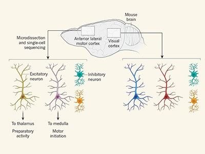 選択した画像 i lost my brain cells 122485-I lost brain cells - Blogpictjpueby