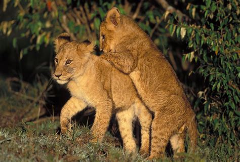 Lion Cubs Playing Photograph by Jean-Michel Labat - Fine Art America