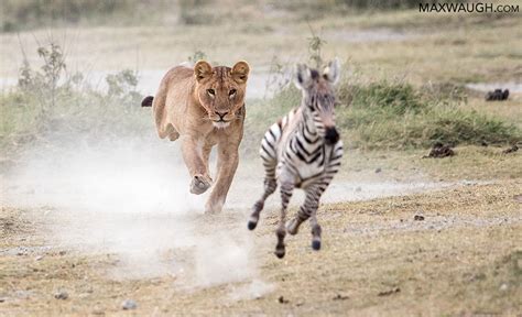 Zebra Foal Escapes Lions | Max Waugh