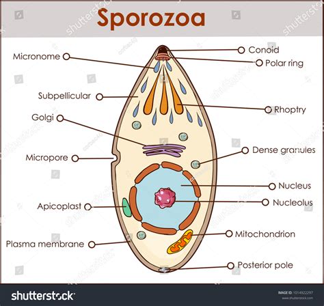 18 Sporozoa Images, Stock Photos & Vectors | Shutterstock