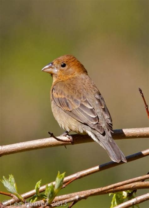 Blue Grosbeak - female 1/27/19, El Cajon, CA | Storm king art center ...