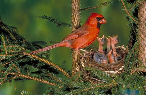 Cardinal | Bird, Description, & Facts | Britannica