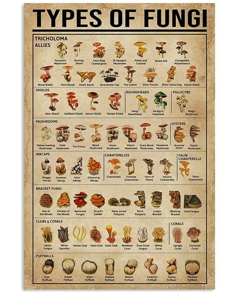 Types Of Fungi Unframed Poster, Knowlegde Wall Decor Art Print Gift For ...