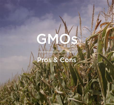 GMOs: Pros and Cons