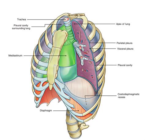 Parietal Pleura Layers