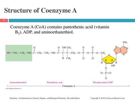 PPT - Chapter 18 Metabolic Pathways and Energy Production PowerPoint ...