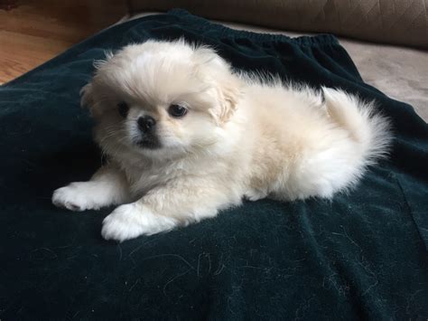 Pekingese Puppies For Sale | Dallas, TX #314131 | Petzlover