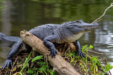 6 Amazing Louisiana Swamp Animals | Bayou Swamp Tours