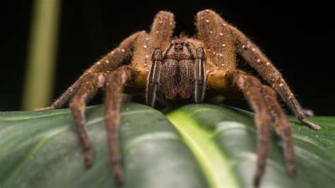 Arachnids News - all the latest about Arachnids | Live Science