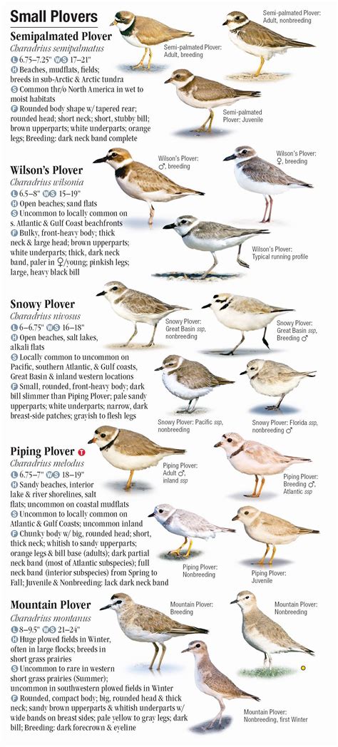 Shorebirds of North America – Quick Reference Publishing Retail