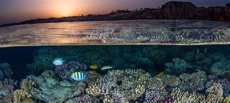 Coral Reefs’ Very Survival Is at Stake | HUMAN WRONGS WATCH