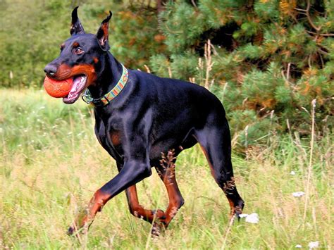 Rules of the Jungle: Doberman pinscher puppies