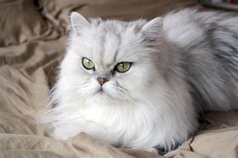 About Persian Cats - Cat Breeds | CatLoversDiary.com