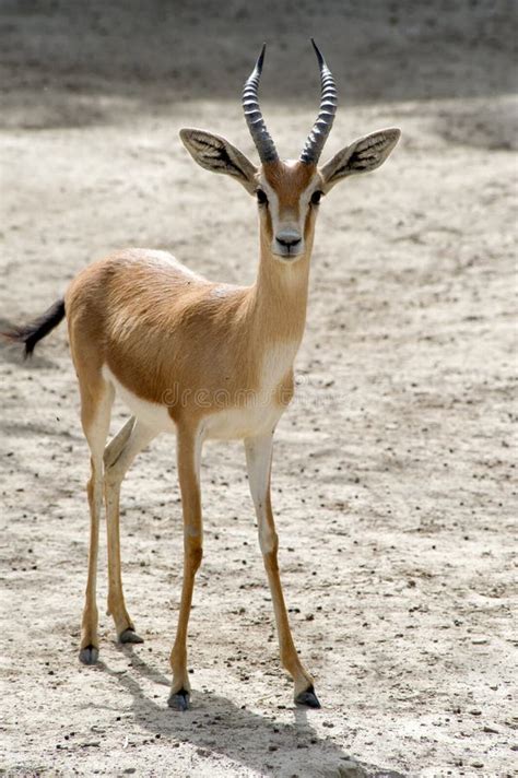 Dorcas Gazelle stock photo. Image of horns, sunshine - 14105346