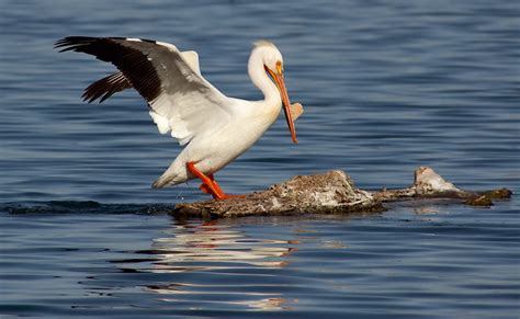 American White Pelican Breeding Plumage | Flickr - Photo Sharing!