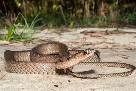 Coachwhip Snake - Facts, Size, Diet, Pictures - All Animal Facts