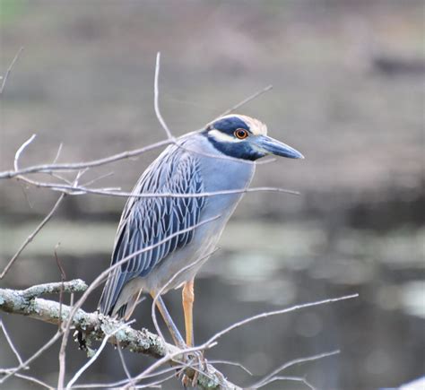 Yellow-crowned Night-Heron Free Photo Download | FreeImages