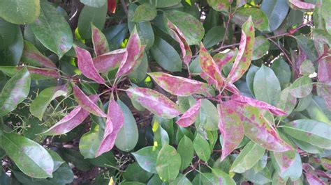 Please Identify Photinia Disease