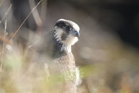 Peregrine Falcon | Three years ago during fall migration, I … | Flickr