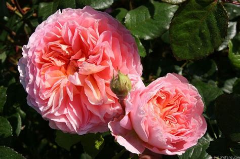 'Abraham Darby ' Rose Photo | Rose, Rose photos, Heirloom roses