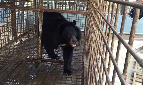 After Suffering 13 Years in the Bile Industry, Chau the Moon Bear Gets ...