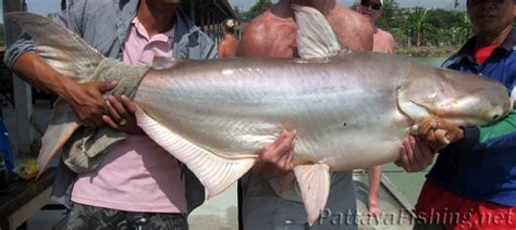 Mekong giant catfish - Pattaya Fishing