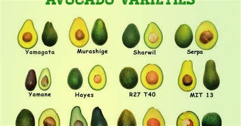 Garden and Farms: Different Avocado Varieties