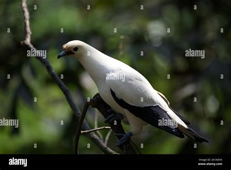 White bird with black wing tips Stock Photo - Alamy