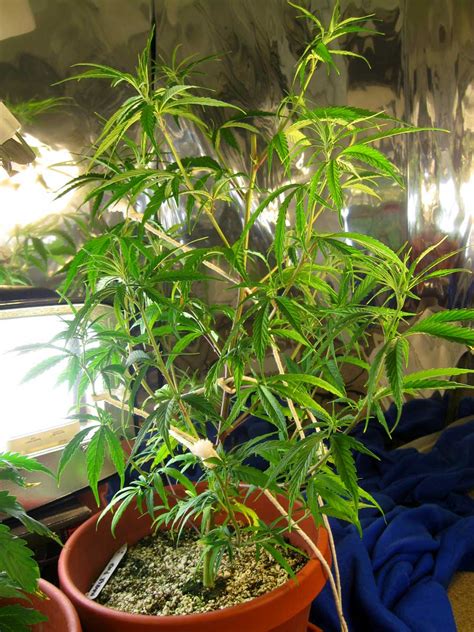 A Guide to Growing Sativa Strains Indoors | Grow Weed Easy