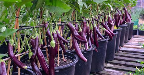 How to Grow Eggplant in Containers | Gardener’s Path