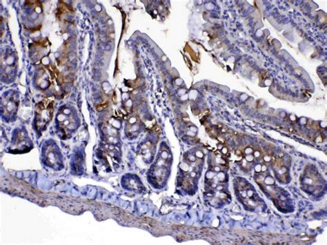 Cytochrome C Antibody (PA5-79119)