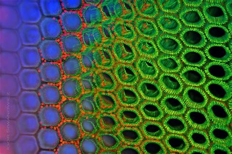 Microphotograph of a dragonfly's eye by Dr. Igor Siwanowicz | Dragonfly ...