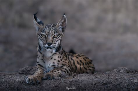 Iberian Lynx Cubs