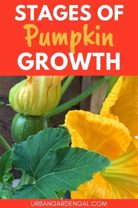 Pumpkin Growth Stages – Urban Garden Gal