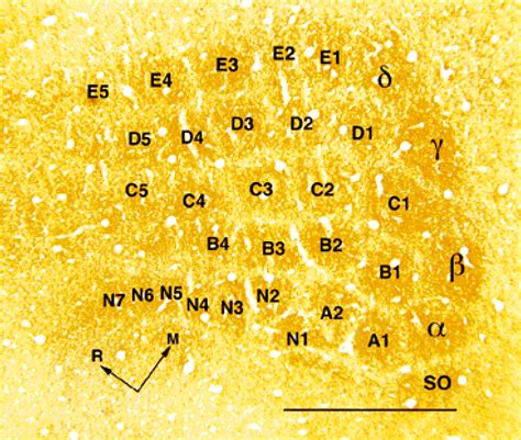 Cytochrome oxidase staining of a tangential section (60 μm) through ...