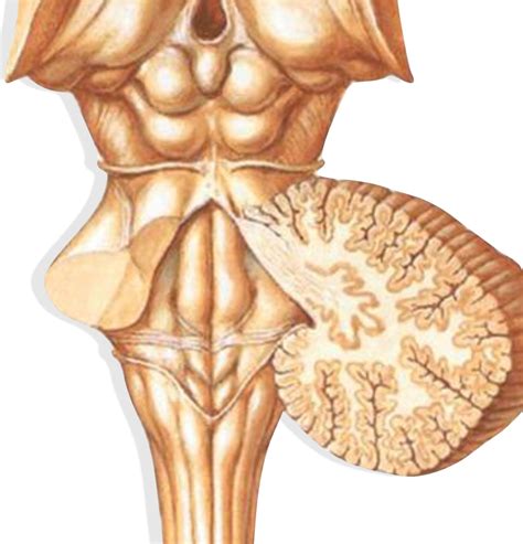 Epithalamus 2 Diagram | Quizlet